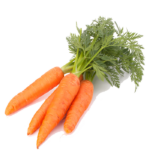 Carrot root oil