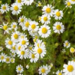 Roman chamomile hydrolate