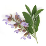 Clary sage hydrolate