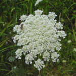Wild carrot seed hydrolate 100 ml
