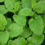 Lemon balm hydrolate