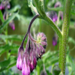 Water-ethanol extract of comfrey