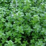 Thyme hydrolate