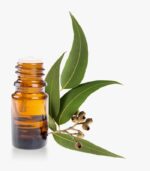 Eterično ulje Eukaliptusa (10ml) - Slika 2