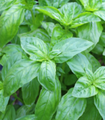 Eterično ulje bosiljka (Ocimum Basilicum) 5ml - Slika 2